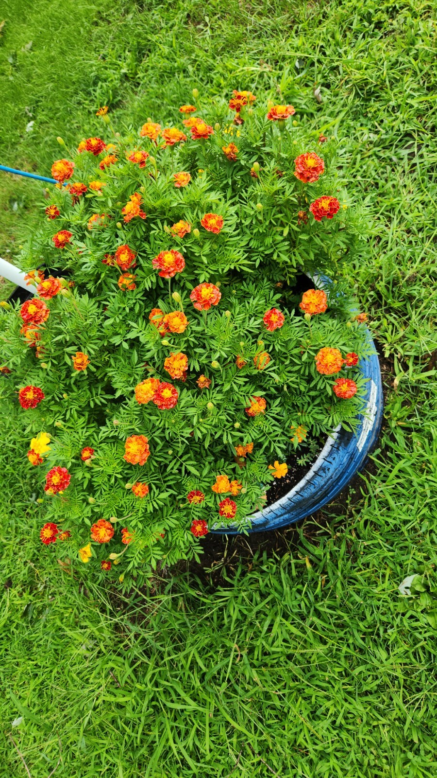 French Marigold Sparky Mix, Beautiful Colors, Garden Pest Deterrent FREE SHIP