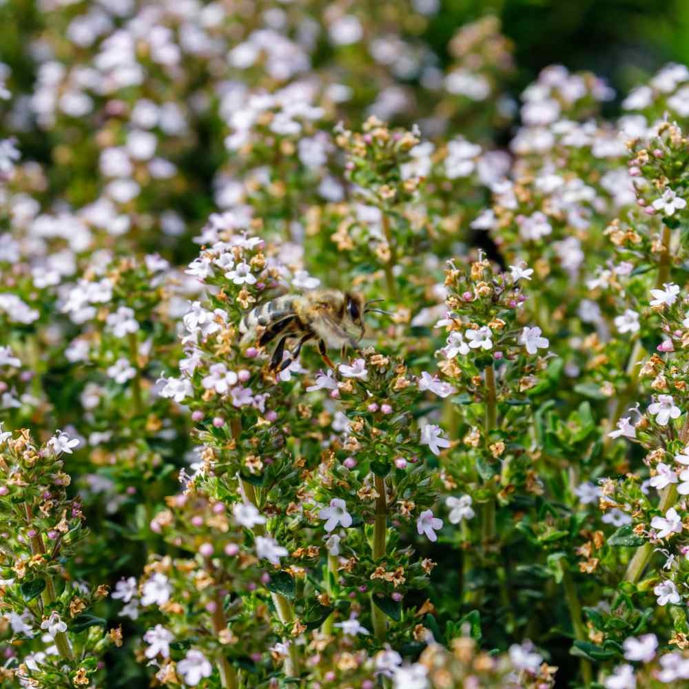1 OZ Thyme Seeds – Thymus Vulgaris Drought Tolerant Herb Garden Plant Seed