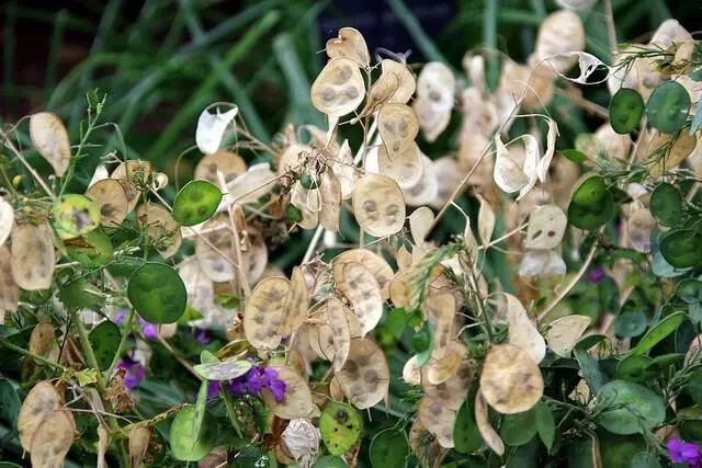 50+ Money Plant Seeds, Lunaria annua, Fresh, Ready – Planting, Free Shipping USA
