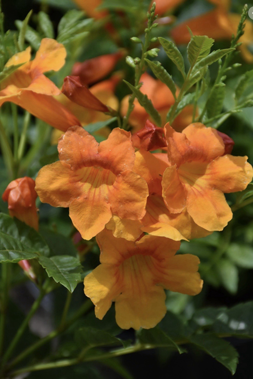 (25) Orange Jubilee (Tecoma Stans) Seed Flowering Shrub Seeds – Ships Free