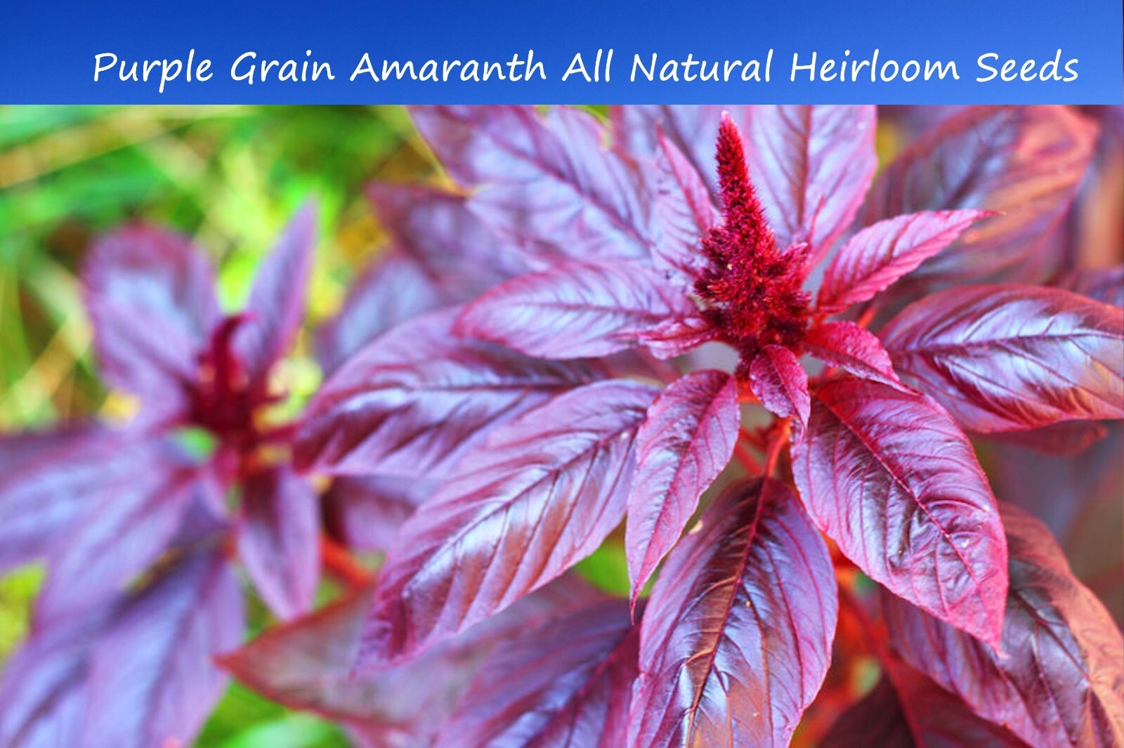 Flower Seeds- Purple Grain Amaranth 200 Seeds- Amaranthus cruentus