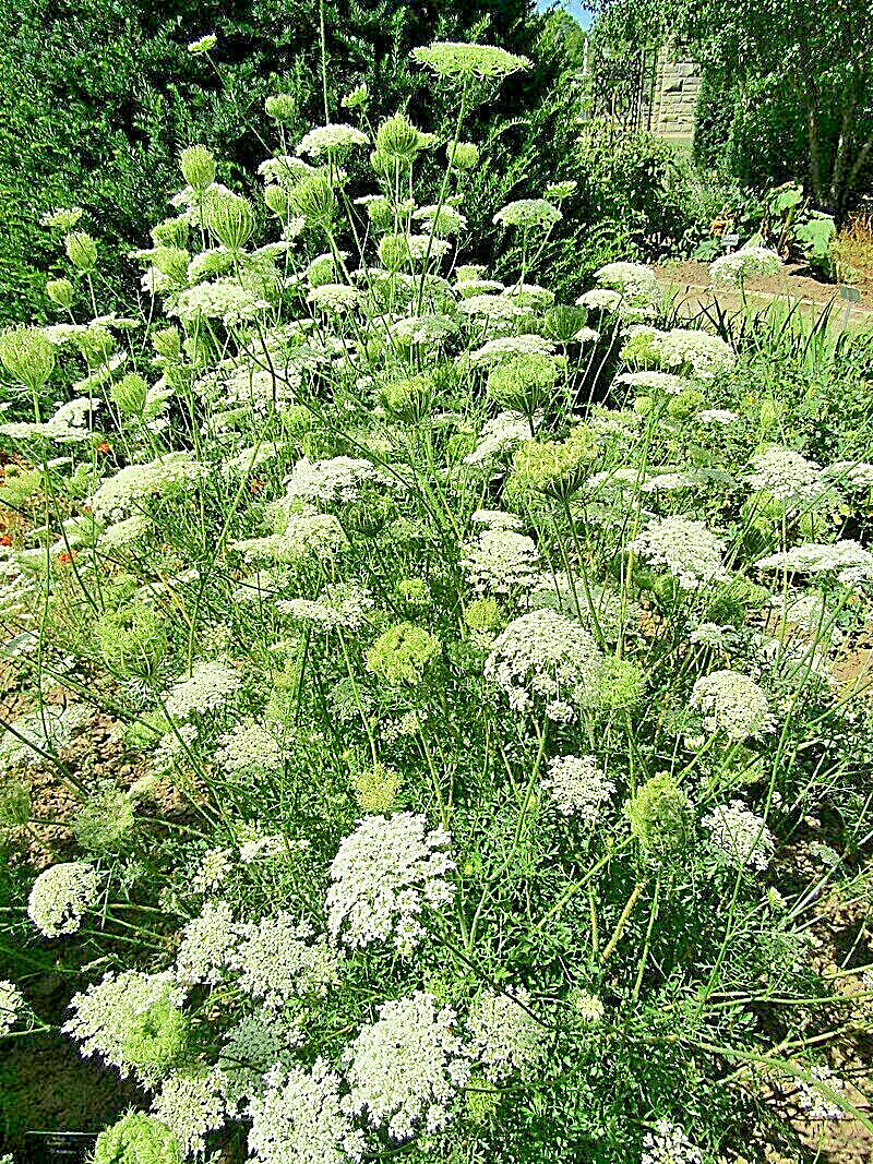 QUEEN ANNS LACE 1000 SEEDS, DAUCUS CAROTA, WILD CARROT, WILDFLOWER, BULK SEEDS