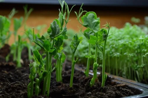 Green Arrow English Shelling Pea Seeds |Heirloom Sweet Snap Peas Fresh Seed 2024