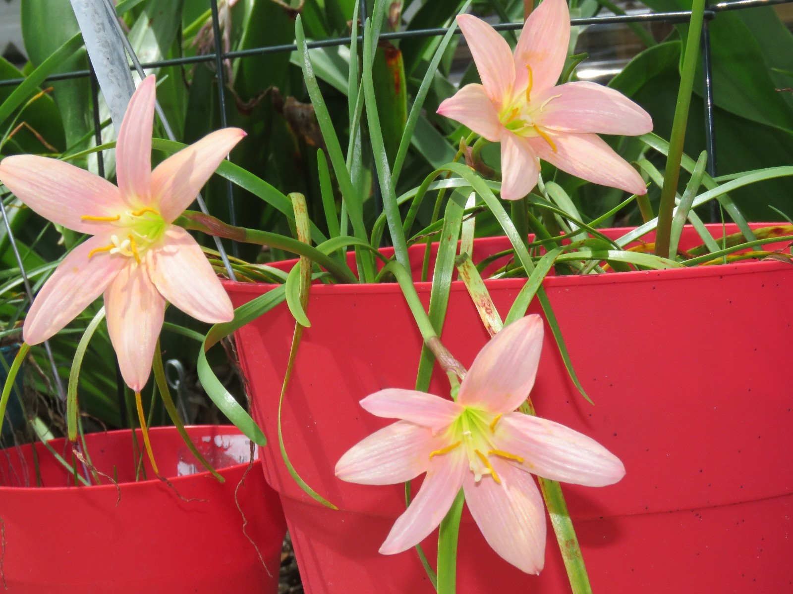 Rain Lily, Zephyranthes Pink Diamond, 1 bulb, NEW, habranthus