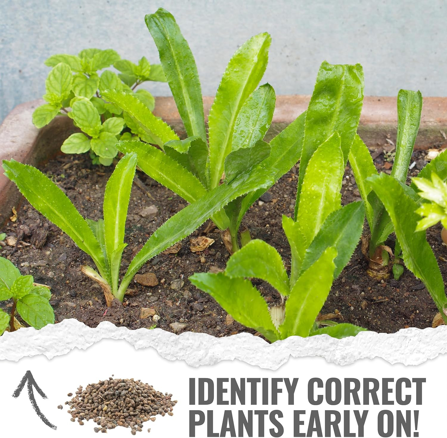 Culantro Seeds for Planting Mexican Coriander – Non-Gmo Heirloom & Untreated Cul