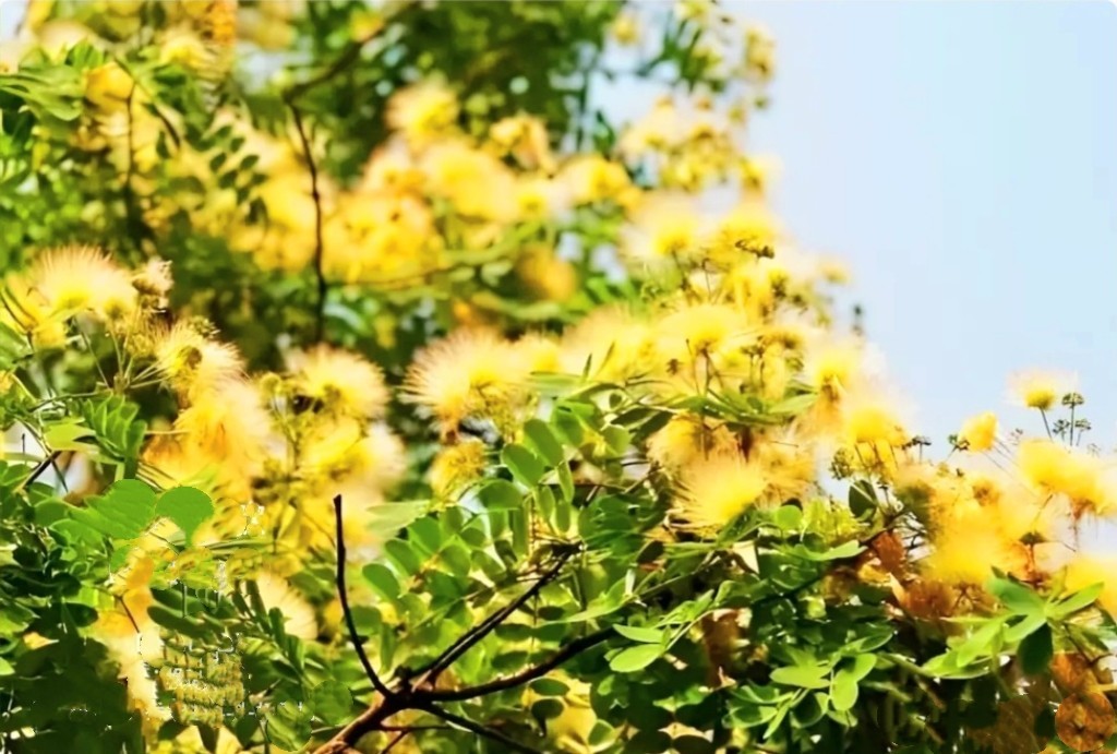100 Mimosa Silk Tree Seeds Albizia Julibrissin Persian Silk Tree Yellow Blooms