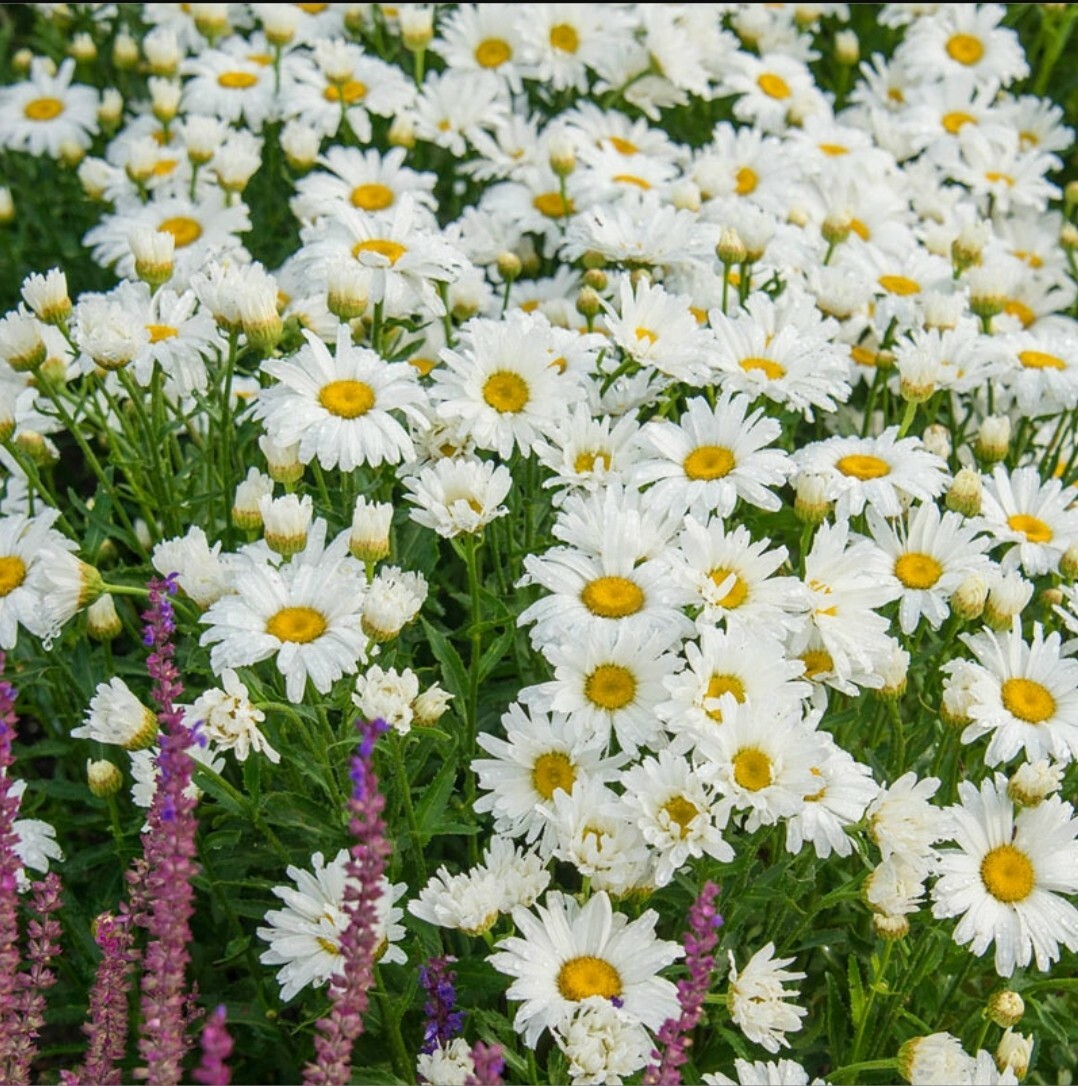 Shasta Alaska Daisy Seeds (50+) Home Grown in Oregon