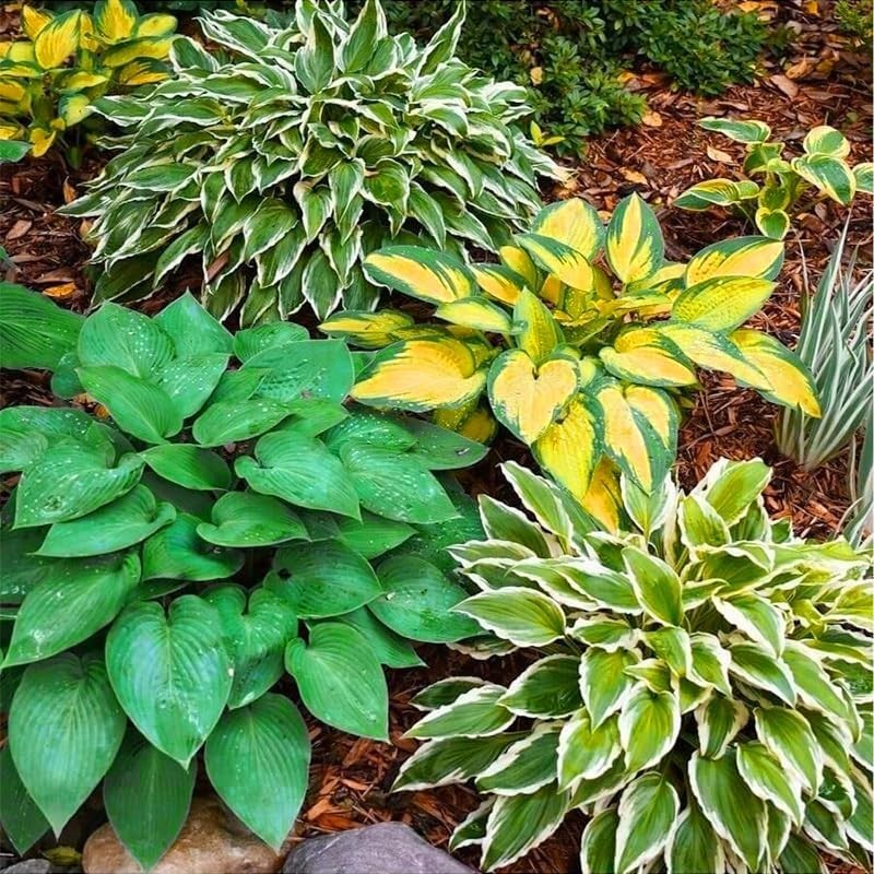 185+ Mixed Color Hosta Seeds Shade Tolerant Perennial Flowers for Outdoor Planti