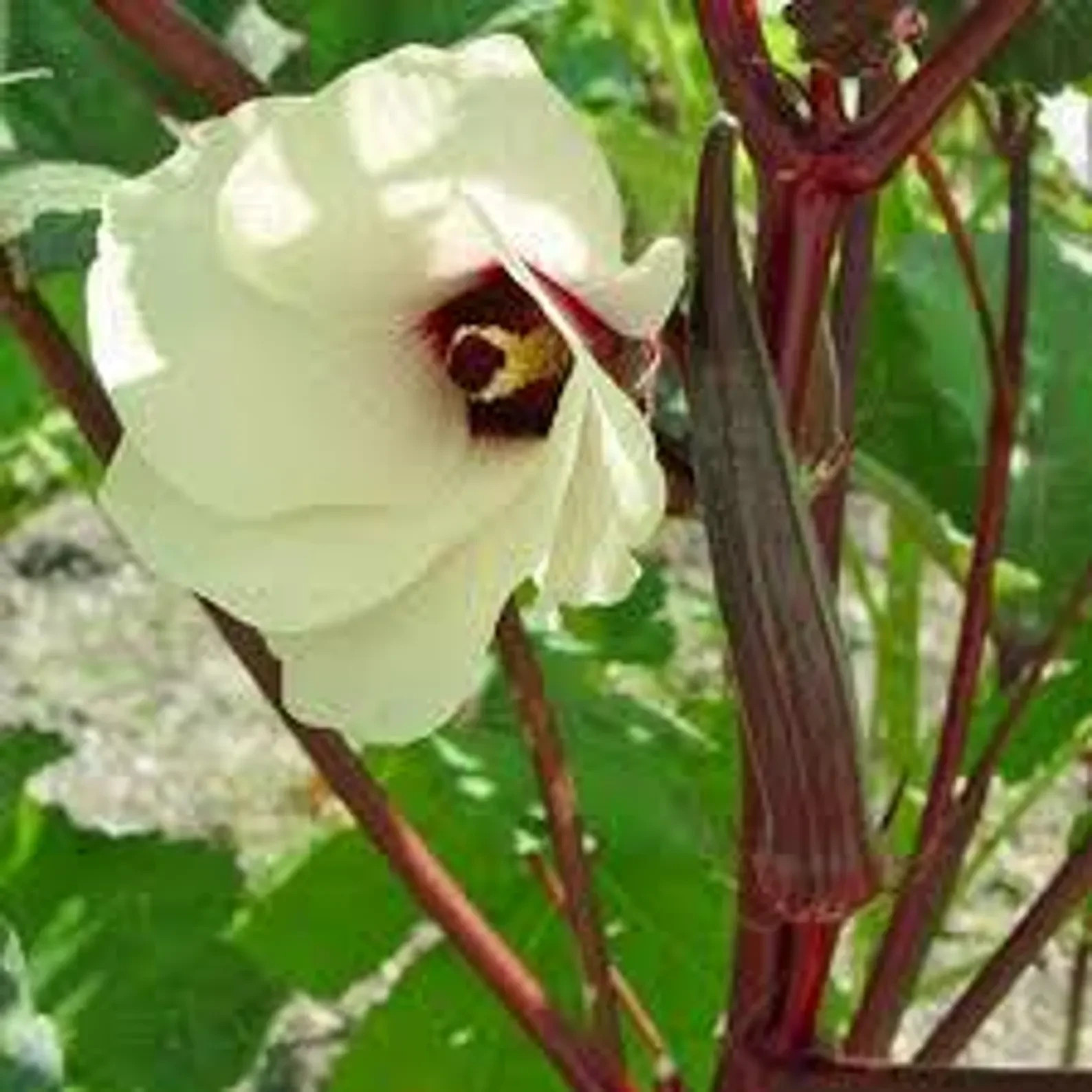 50 Carmine Splendor & Red Burgundy Okra Seeds Mix. Organic. USA Seeds Ships free