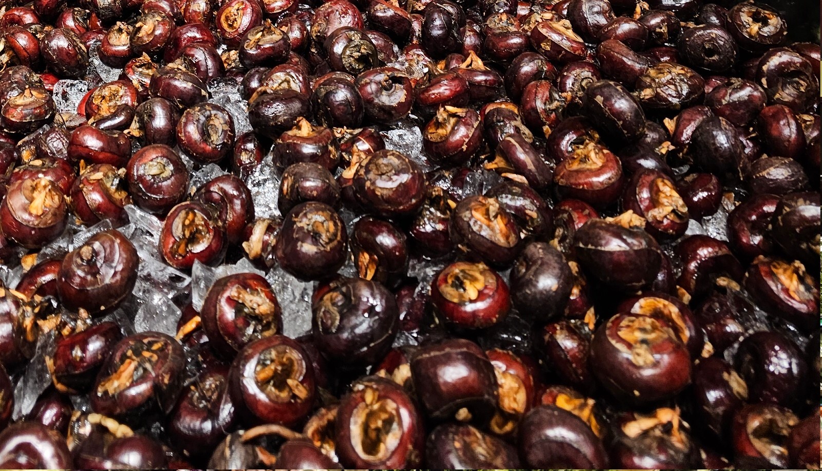Fresh Live Chinese Water Chestnut Bulbs Eleocharis Dulcis Ready to Plant