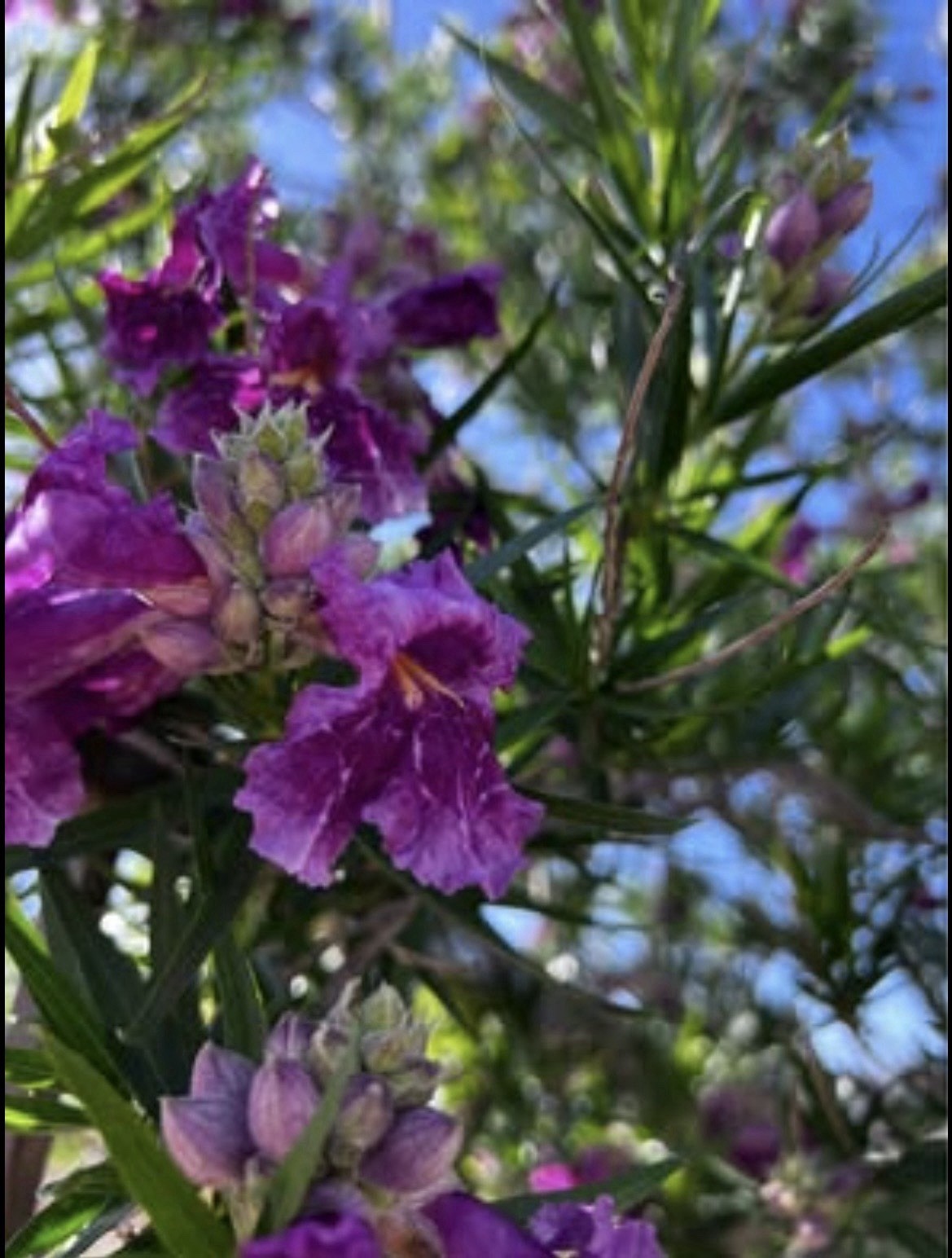 25 Desert Willow “Bubba” Seeds 2025 Harvest. AZ Grown Gold Standard