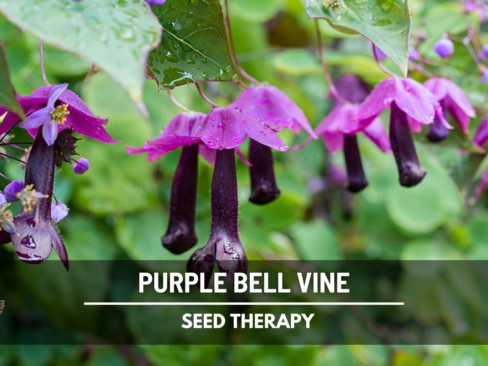 Purple Bell Vine Seeds – New! Large Cascading 3″ Blooms, Fast Growing | 10 Seeds