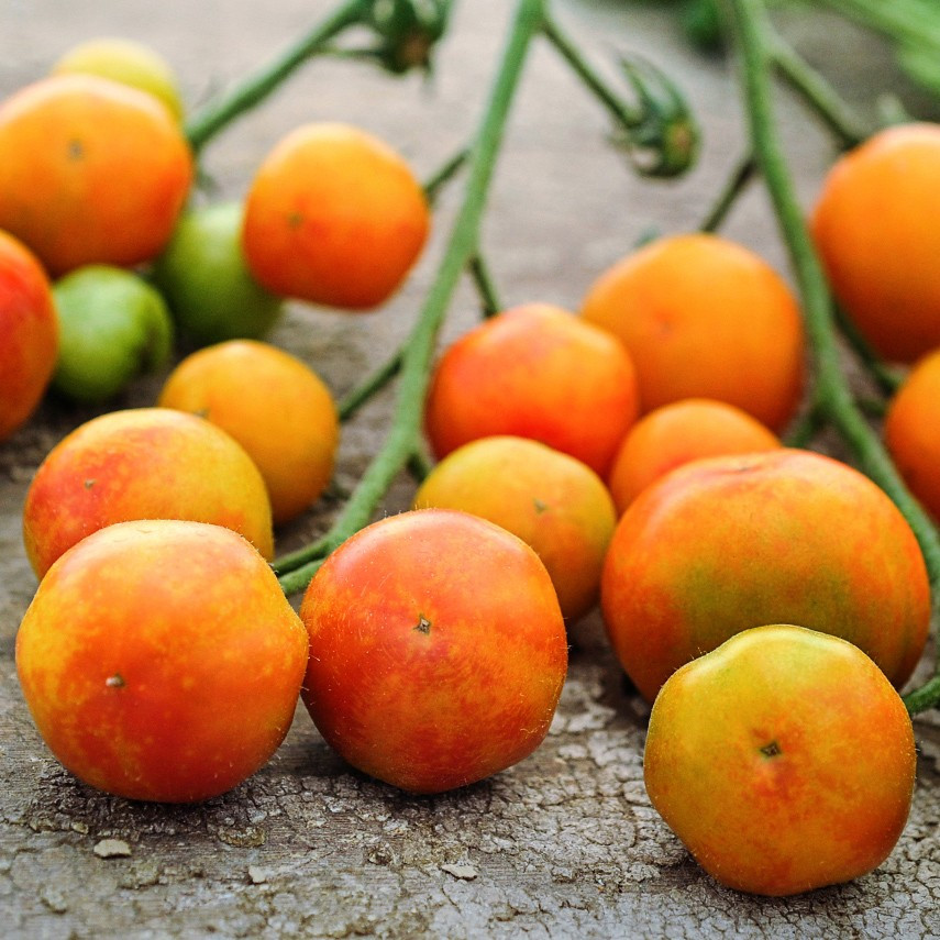 240 Isis Candy Cherry Tomato Seeds —EXTRA SWEET —- Heirloom ———- RARE