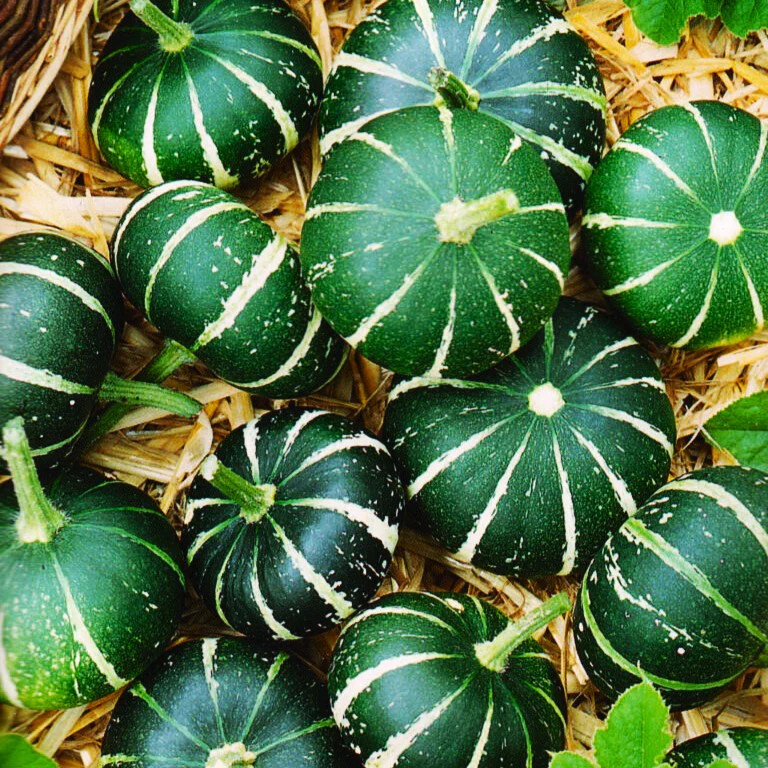 Flat Striped Ornamental Gourd Seeds – For 2025 Planting Miniature Autumn