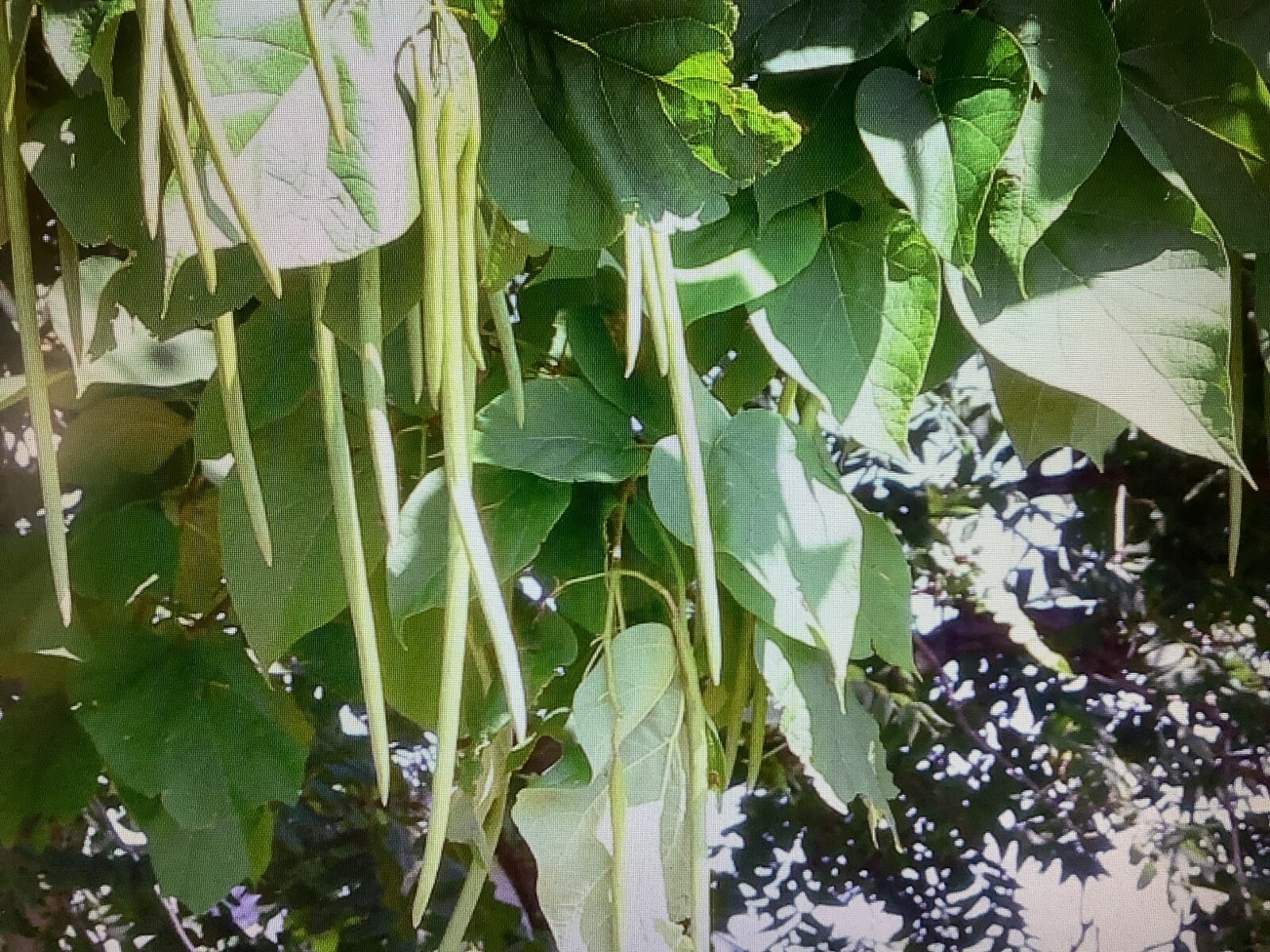 Catalpa tree seeds Northern E-Z Hardy 35+ Ct. FREE EASY START GUIDE INCLUDED