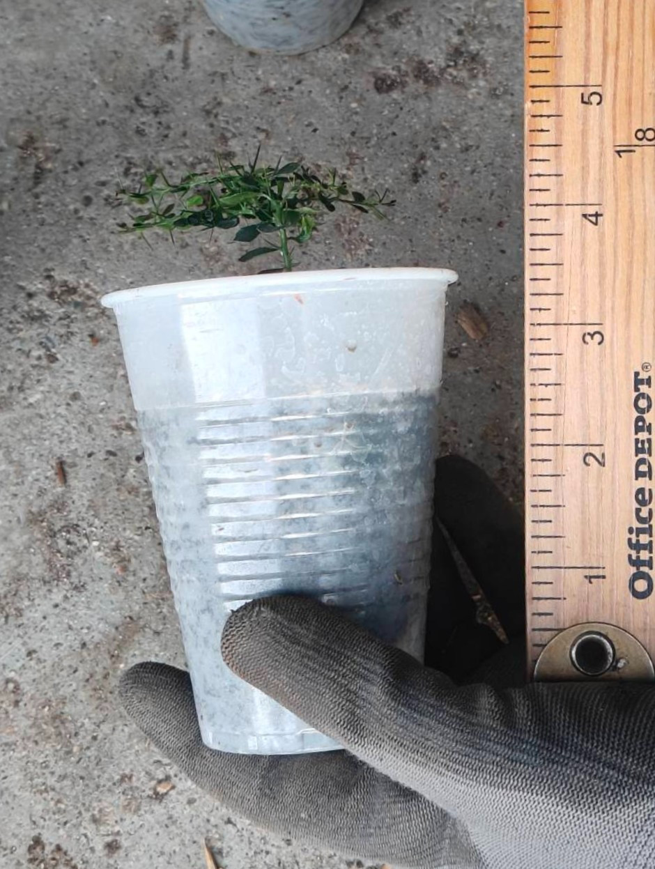 1 (One) Live Plant of “EUREKA LEMON” from cutting, about 5-8″ Tall