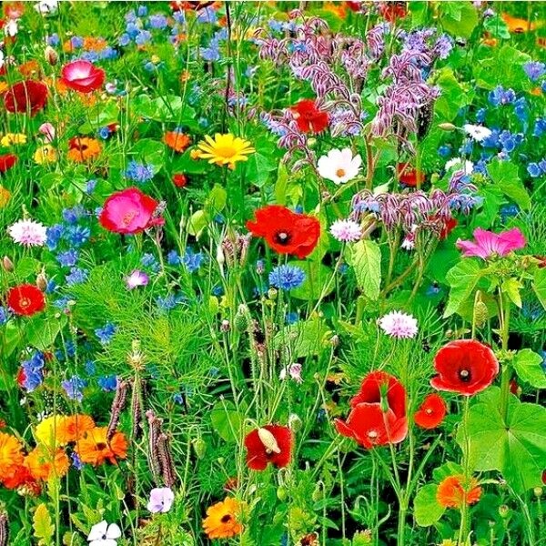 2001+DEER PROOF Native Wildflower Mix 15 Different Flowering Annual Perennial