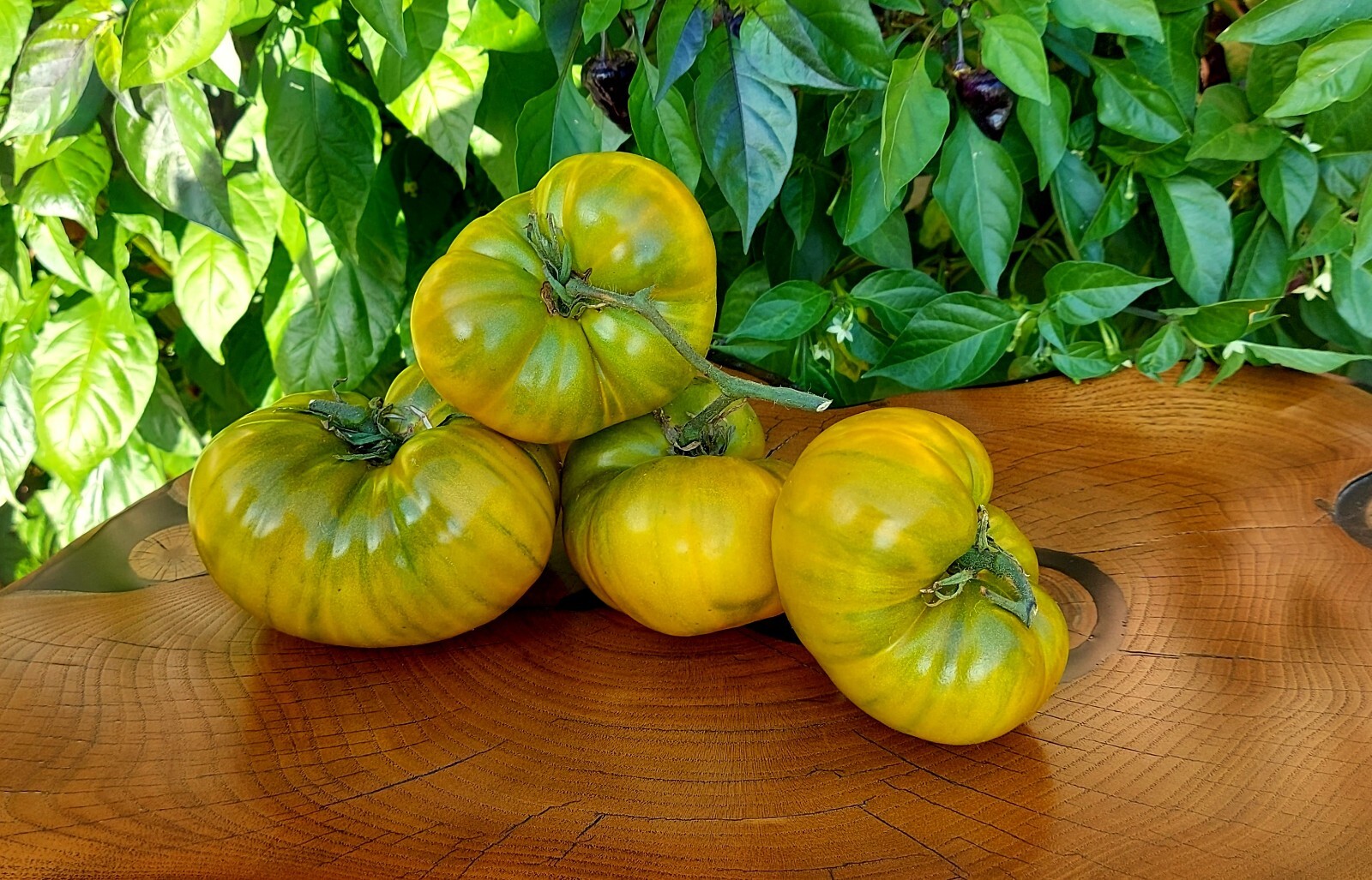 120+ Cherokee Green Tomato Seeds – Heirloom – Organic – NON GMO ———– RARE