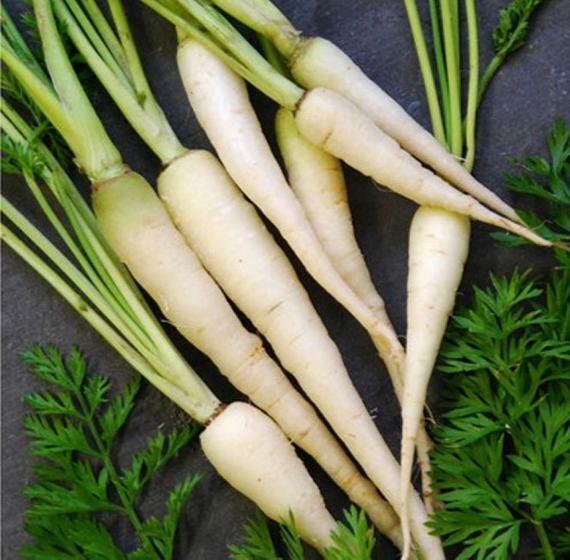 Carrot Seeds: Snow White Carrot Seeds Fresh Seeds