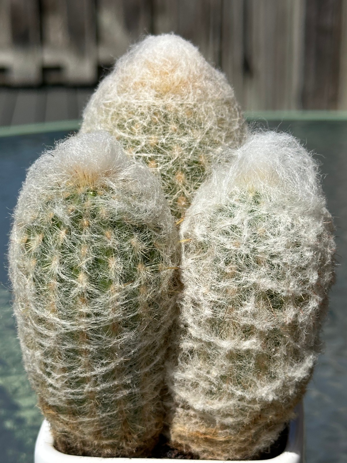 Espostoa Nana Live Cactus in 5″ pot FREE SHIPPING