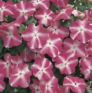 Impatiens Accent Rose Star 500 seeds