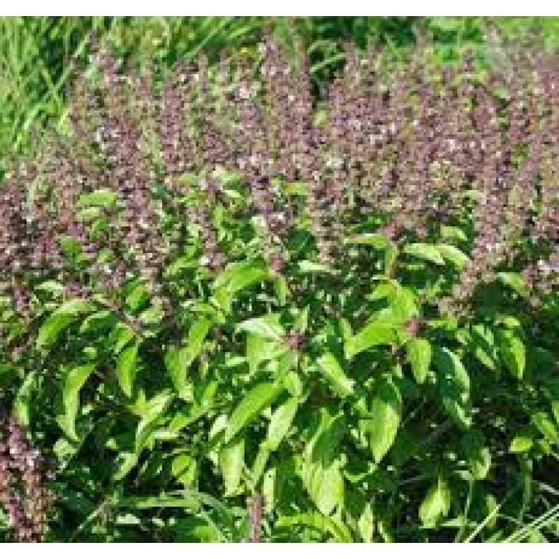 Tulsi Seeds Holy Basil Seeds 2 strings Free Shipping