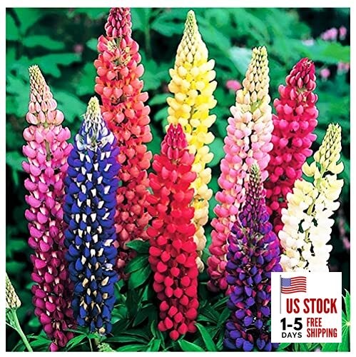 Russell Lupine Seeds Perennial – Grows 40″ Tall – Perennial Wildflowers for