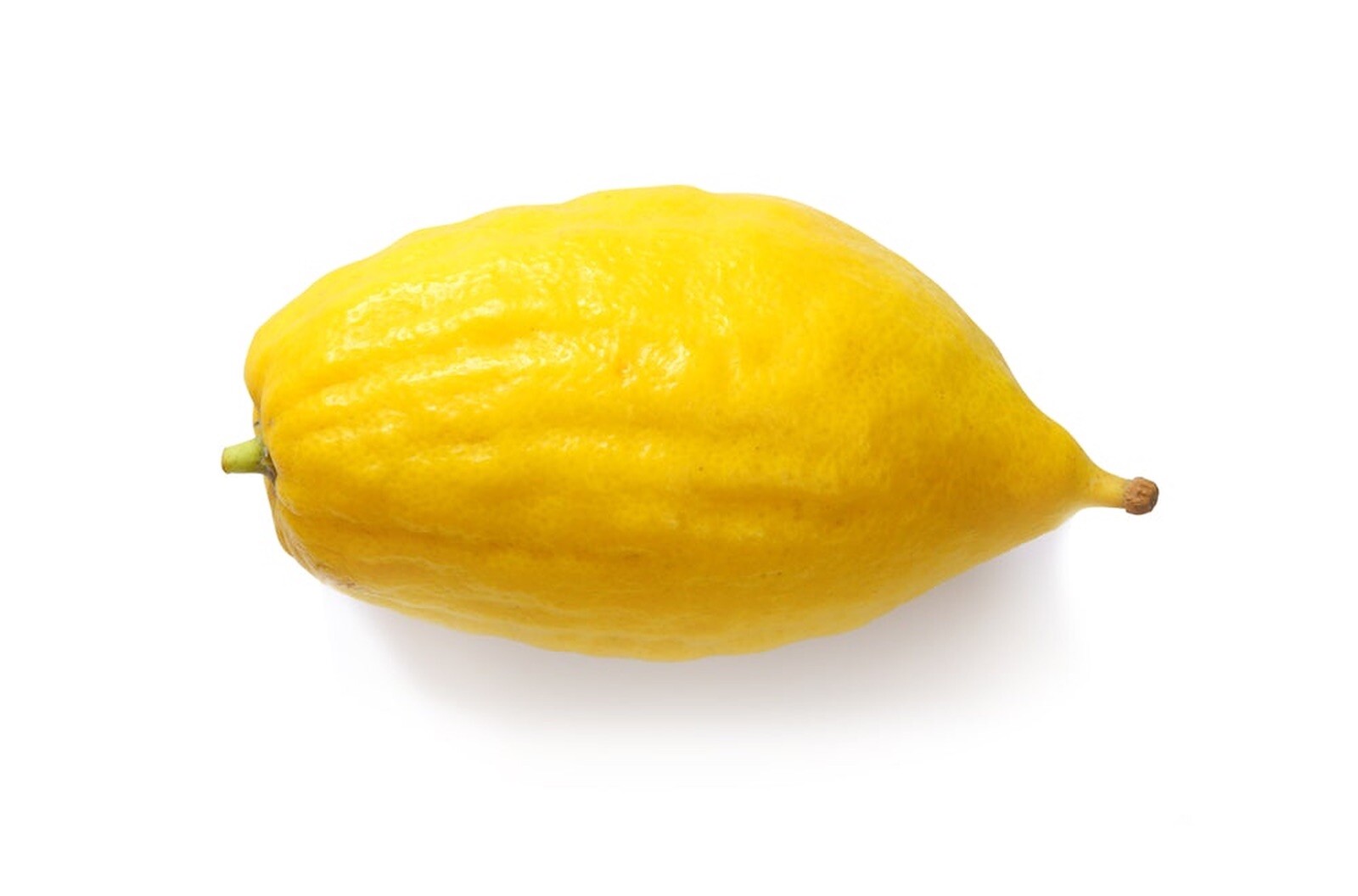 Etrog Citron Tree, 2.5 inch pot, No Ship Az, Ca, Fl, La, Tx, Hi, Ak
