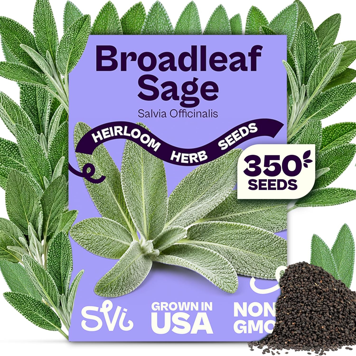 350 Broadleaf Sage Seeds (Salvia Officinalis) – Common Sage, Heirloom Aromatic H