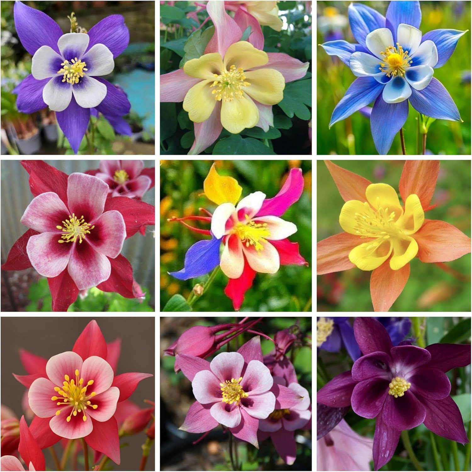1000+ Aquilegia Seeds Aquilegia Caerulea Columbine Flower Seed, Perennial Plant