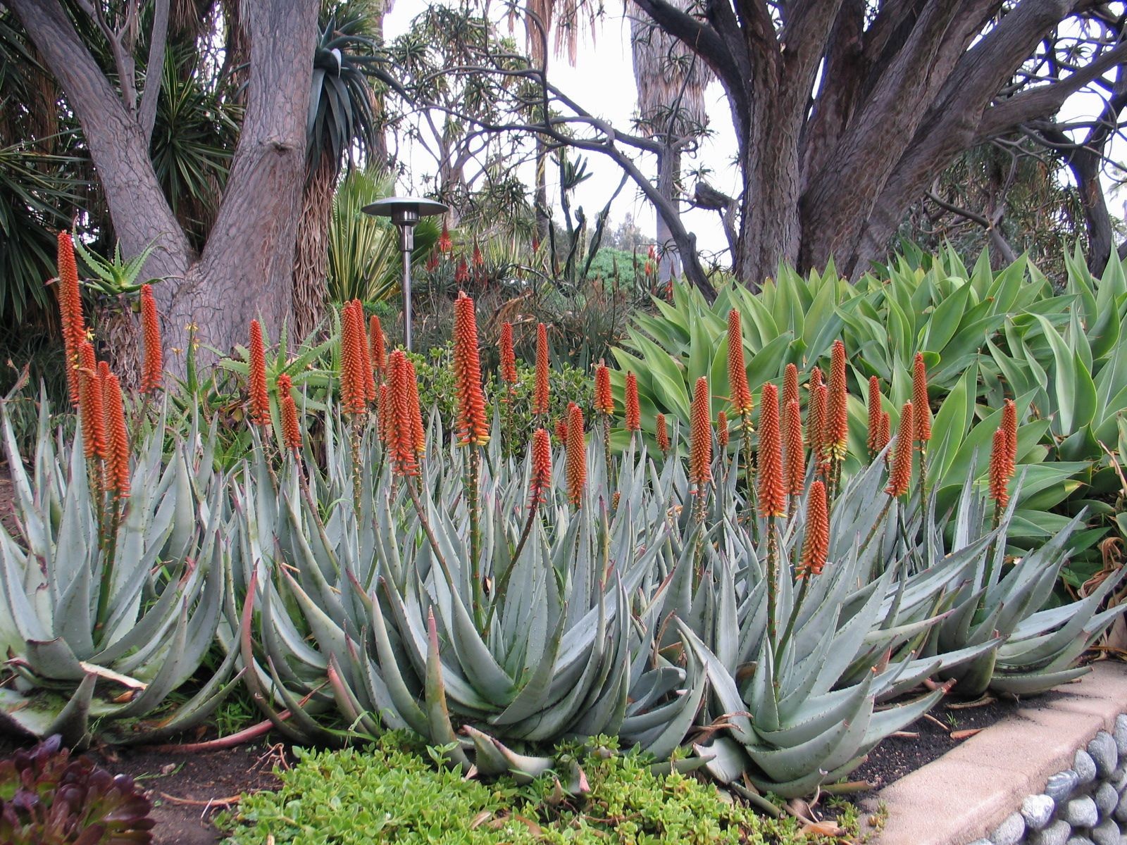 Aloe Striata Hybrid, Ghost Aloe, Coral Aloe, 5 Seeds. Free Shipping!