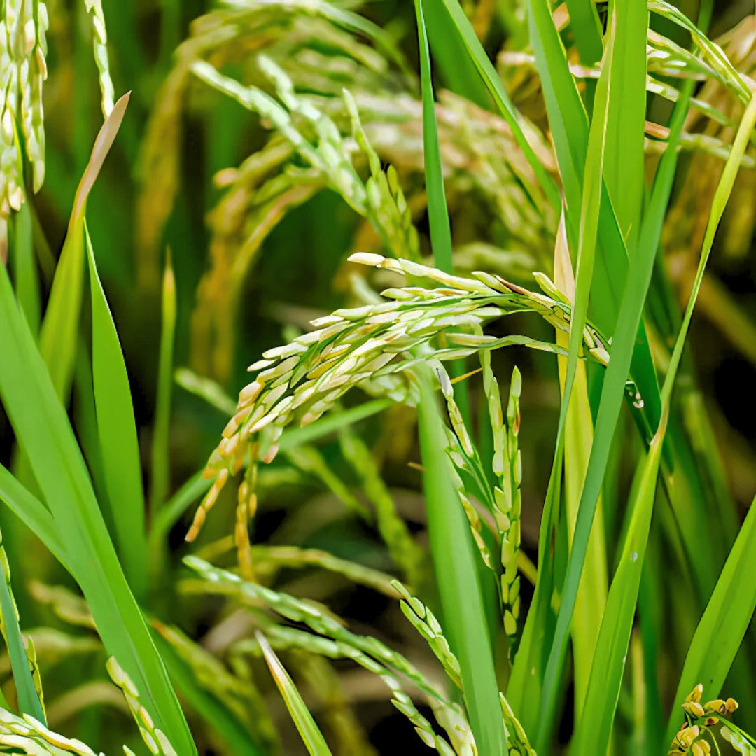 Fresh Thai White Sticky Rice Seeds | Nuo Dao Zhong Zi | Heirloom Non-GMO | Grain