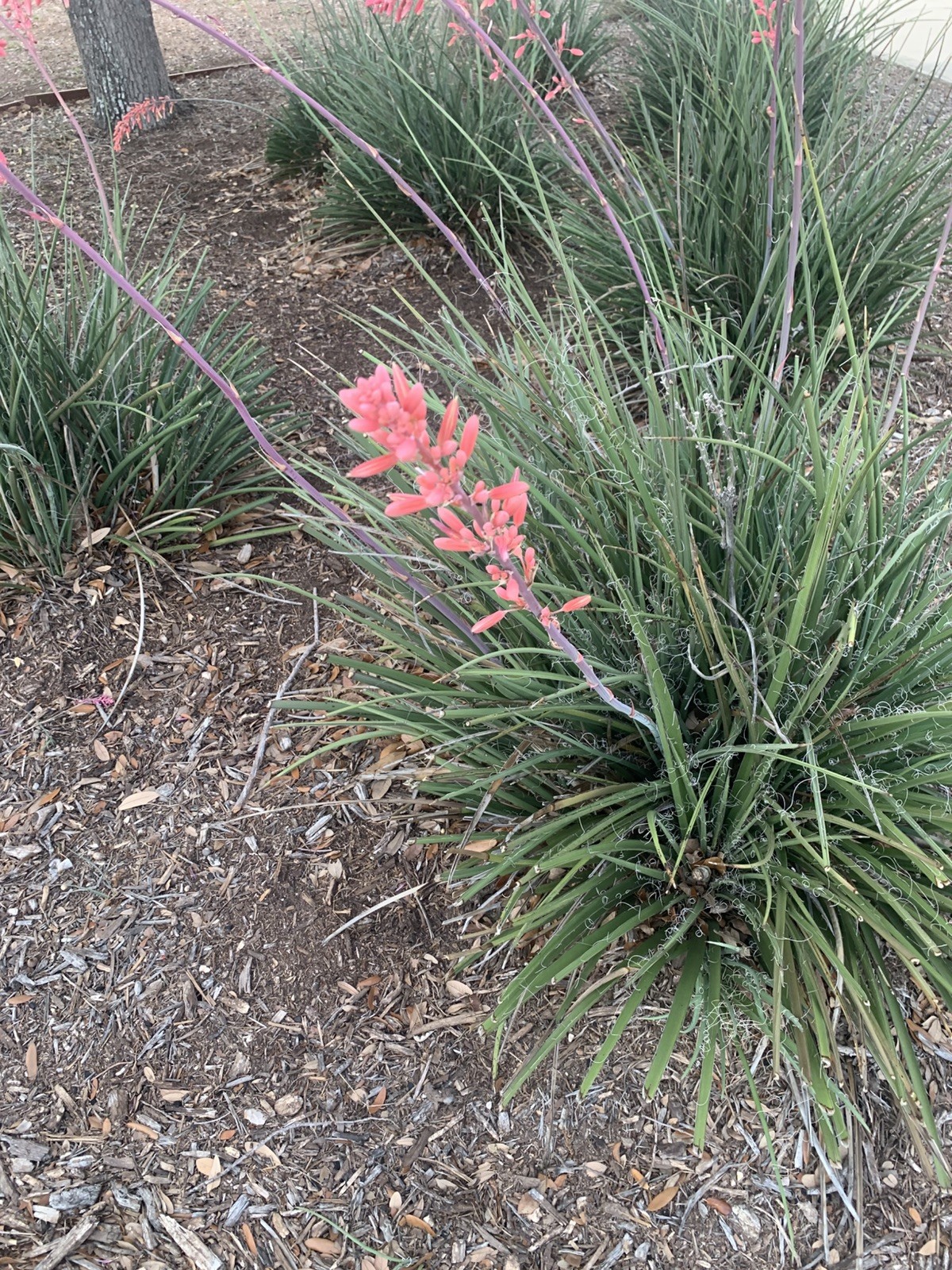 25+ Red Yucca Hesparola Parviflora Seeds