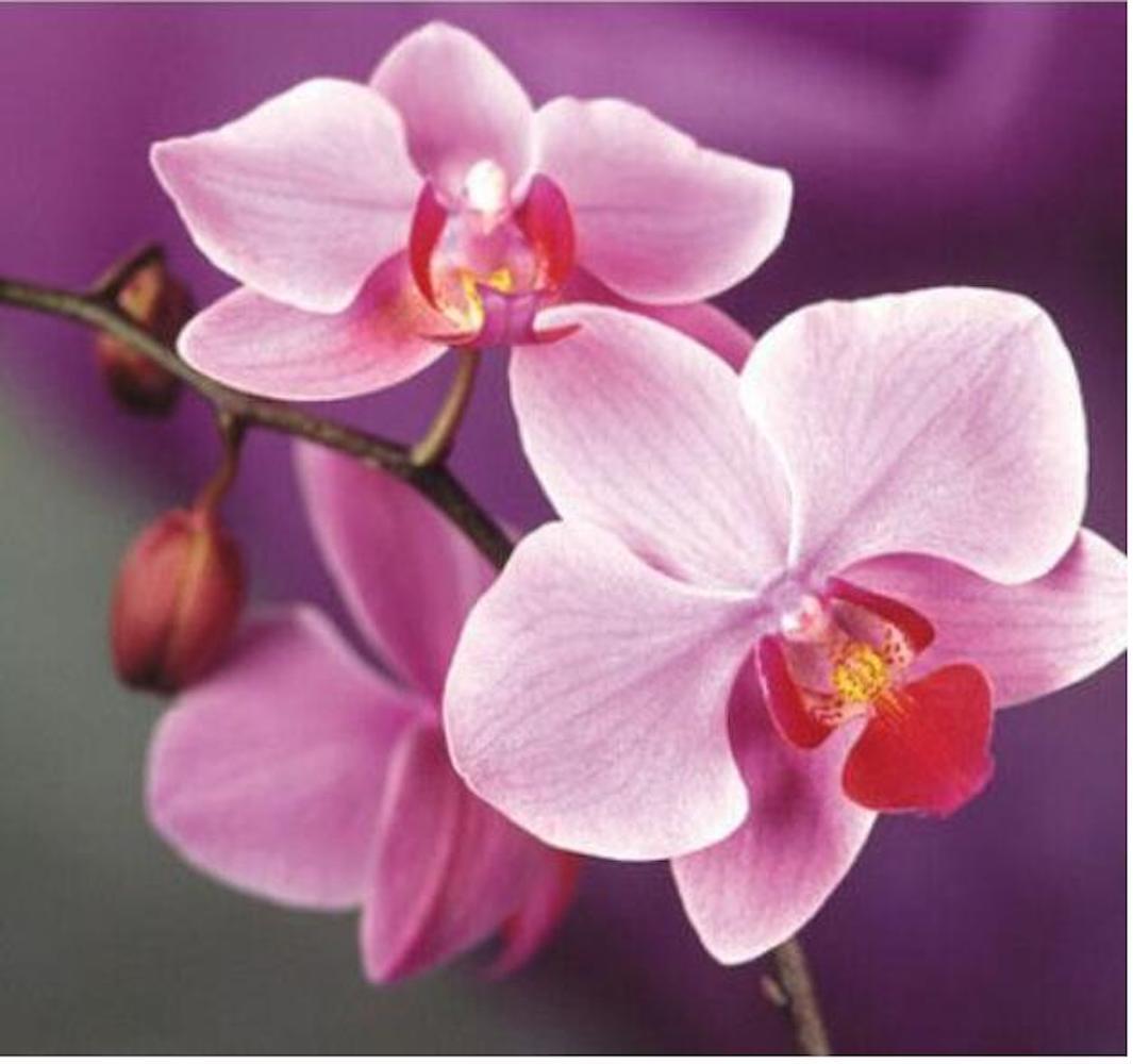 25pc ORCHID SEEDS Garden Plant Flower bloom rare exotic USA seller FREE shipping