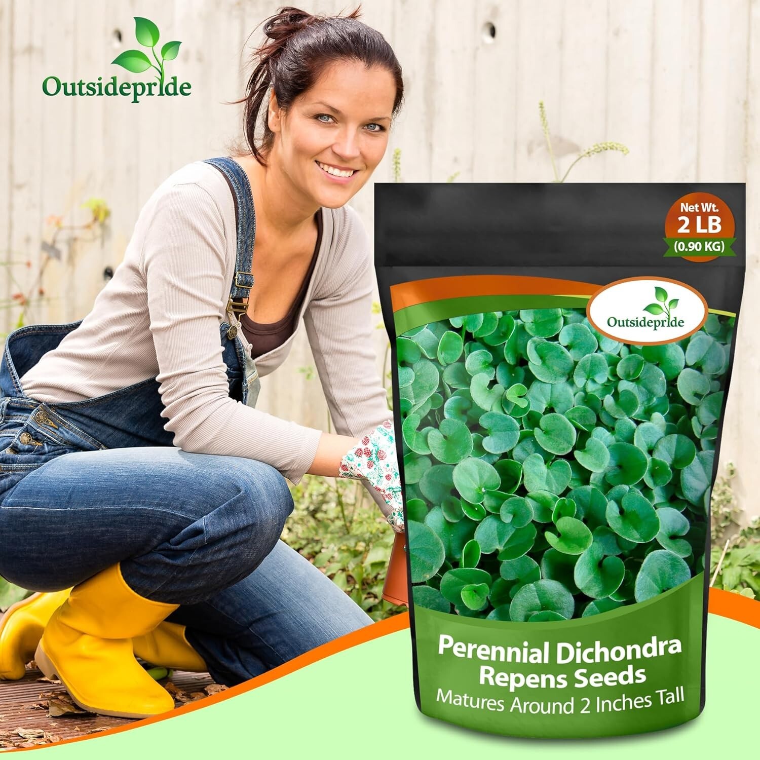 2 lbs Perennial Dichondra Repens Seeds – -Round Dense Green Lawn Alternative