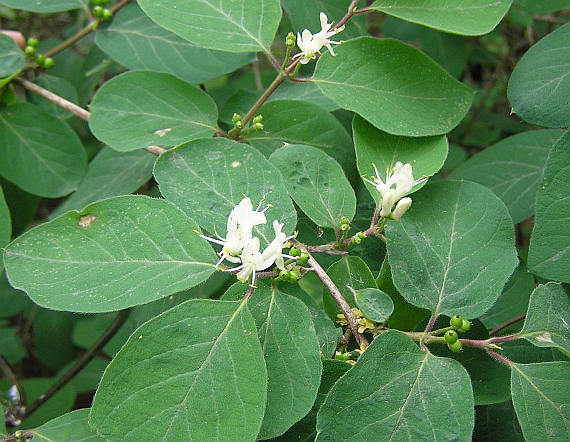 Lonicera xylosteum Dwarf Honeysuckle 10 seeds