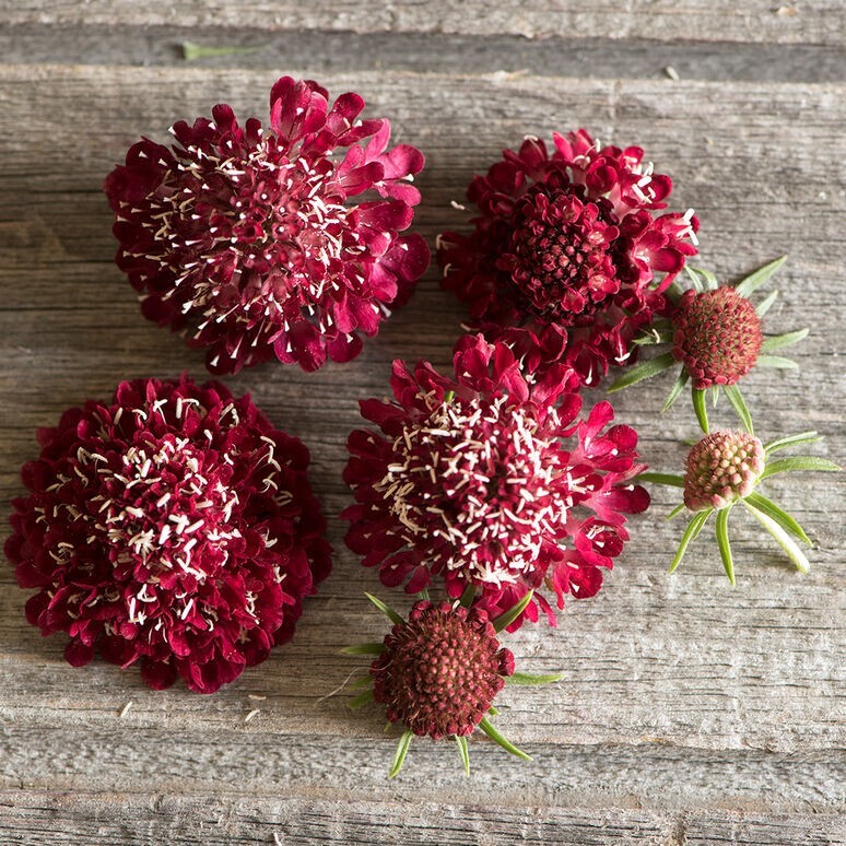100+ Scabiosa Fire King seeds