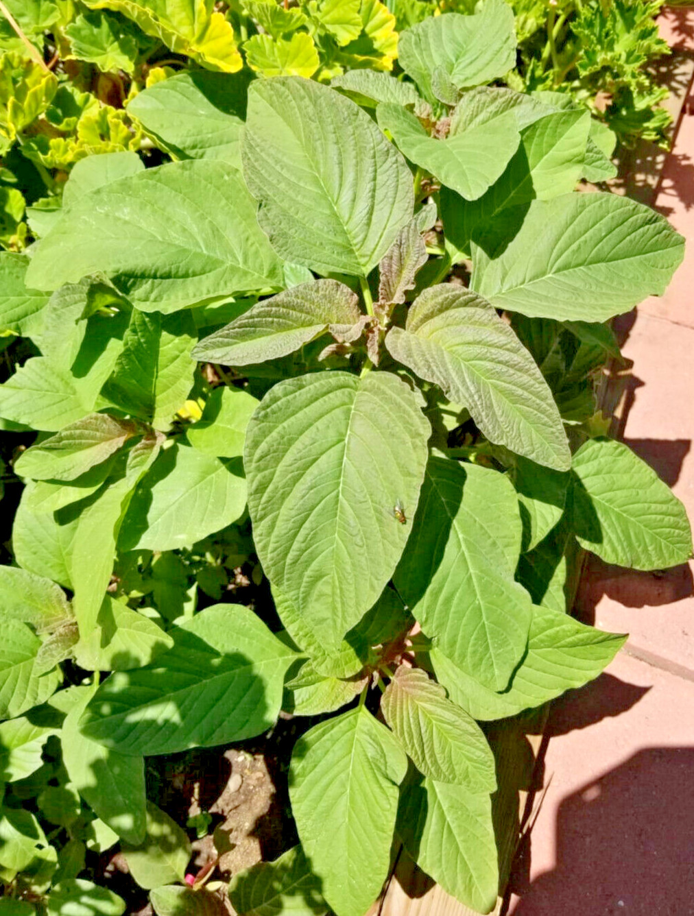 GREEN AMARANTH SEEDS. 100% NON-GMO.