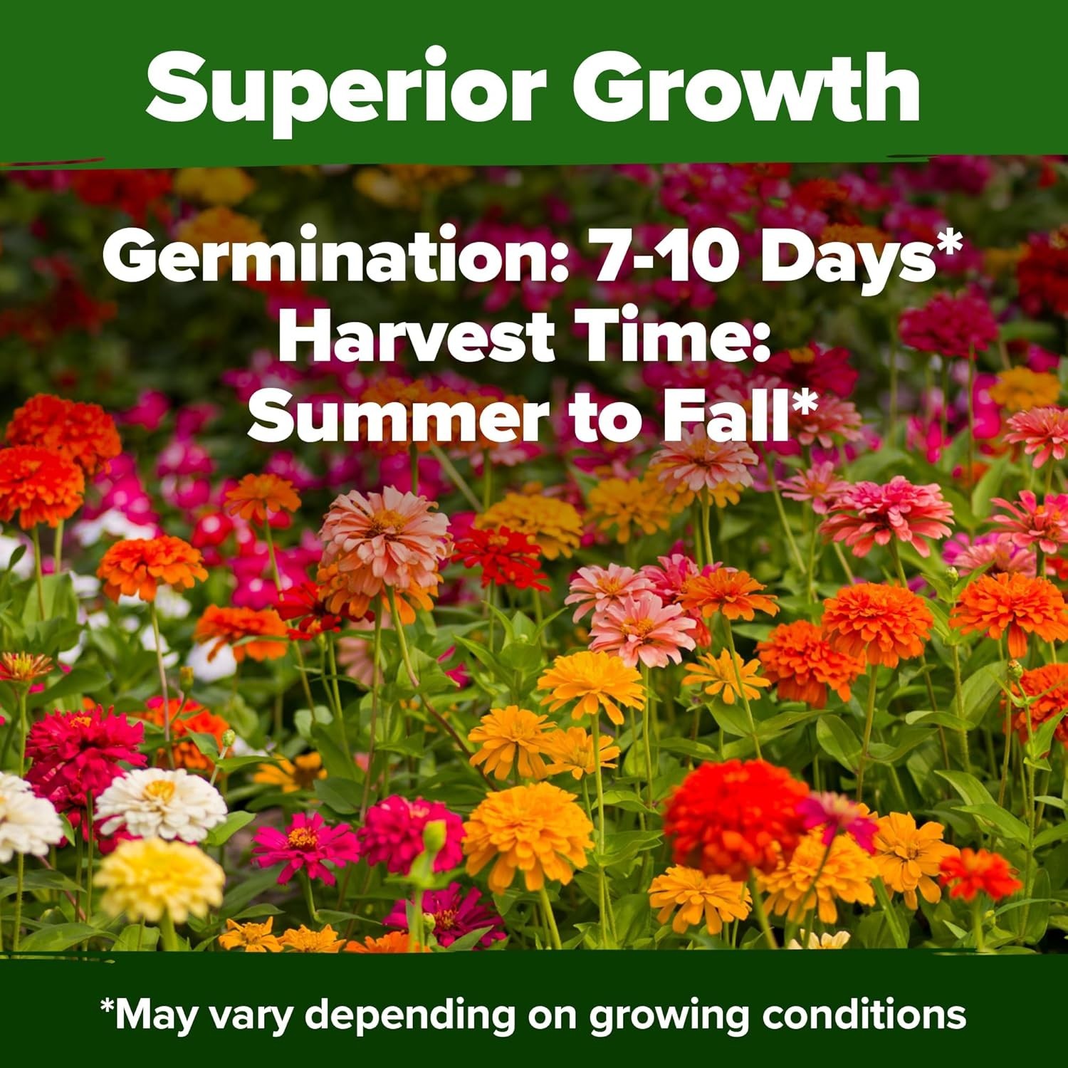 Vibrant & Easy-to-Grow Zinnia Dahlia Seeds – 524 for Containers & Borders