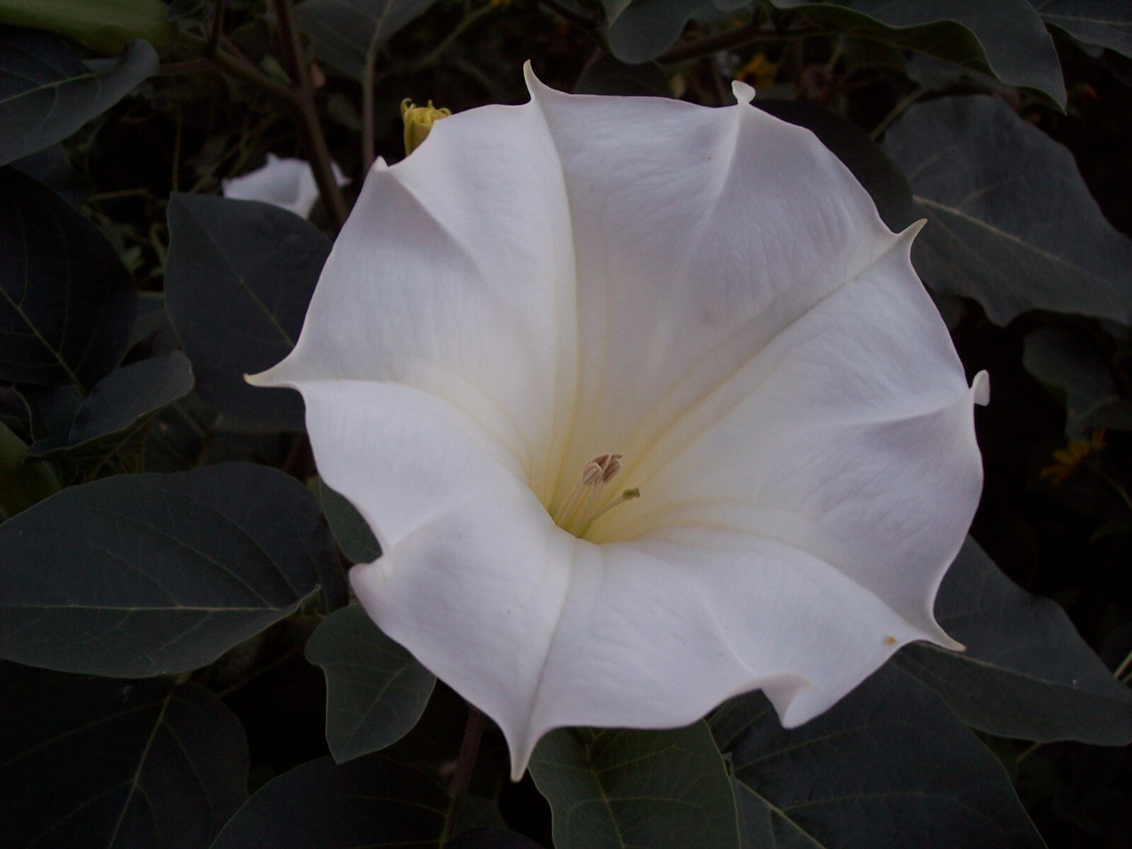 Datura inoxia Seeds Moonflower Thornapple Angel Trumpet Flower Herb innoxia
