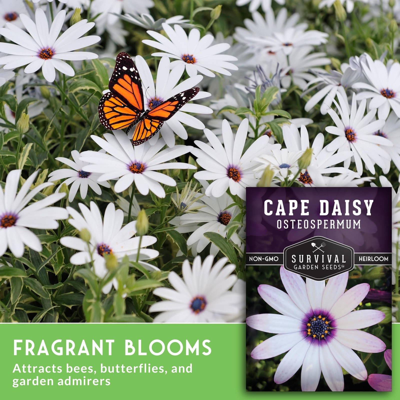 Cape Daisy Seeds – Osteospermum Ecklonis – White Purple Eyes – Long Blooming