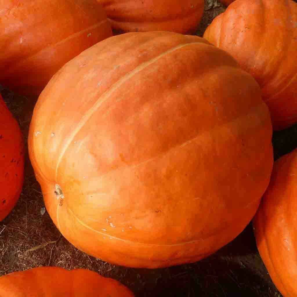 Big Max Pumpkin Seeds 10 Ct Giant NON-GMO USA FREE SHIPPING UP TO 100 LBS!!!