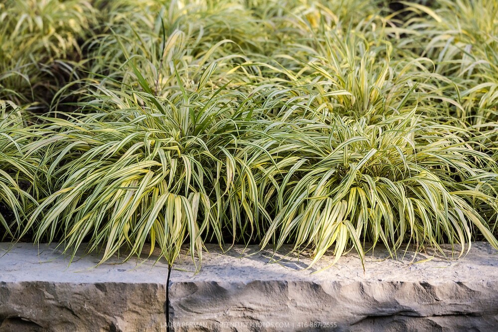 Japanese Forest Grass ‘Aureola’-Hakonechloa-Live Starter Plant-FREE SHIPPING!!!
