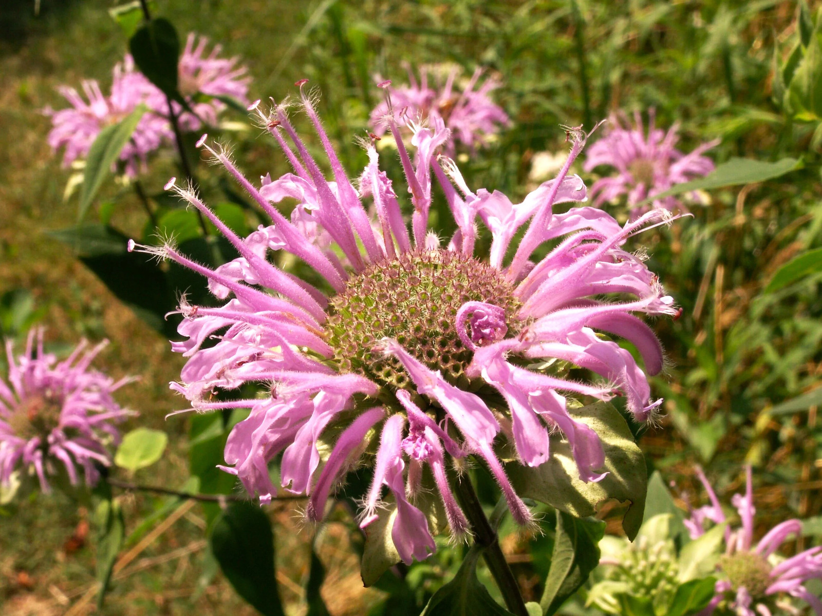 Bee Balm (Wild Bergamot) Seeds – For 2025 Planting Pollinator Magnet Sweet