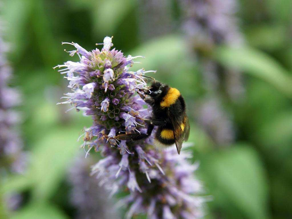 Anise Hyssop – 500 Seeds – A favorite of Swallowtails, Monarchs & bees