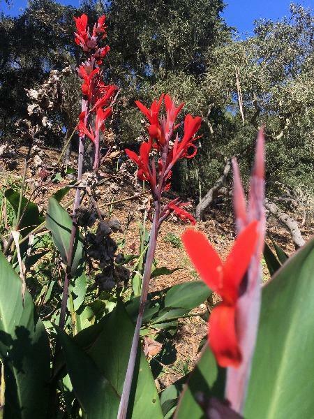 Canna indica | Red Canna Lily | Indian Shot | Edible Canna | 10 Seeds
