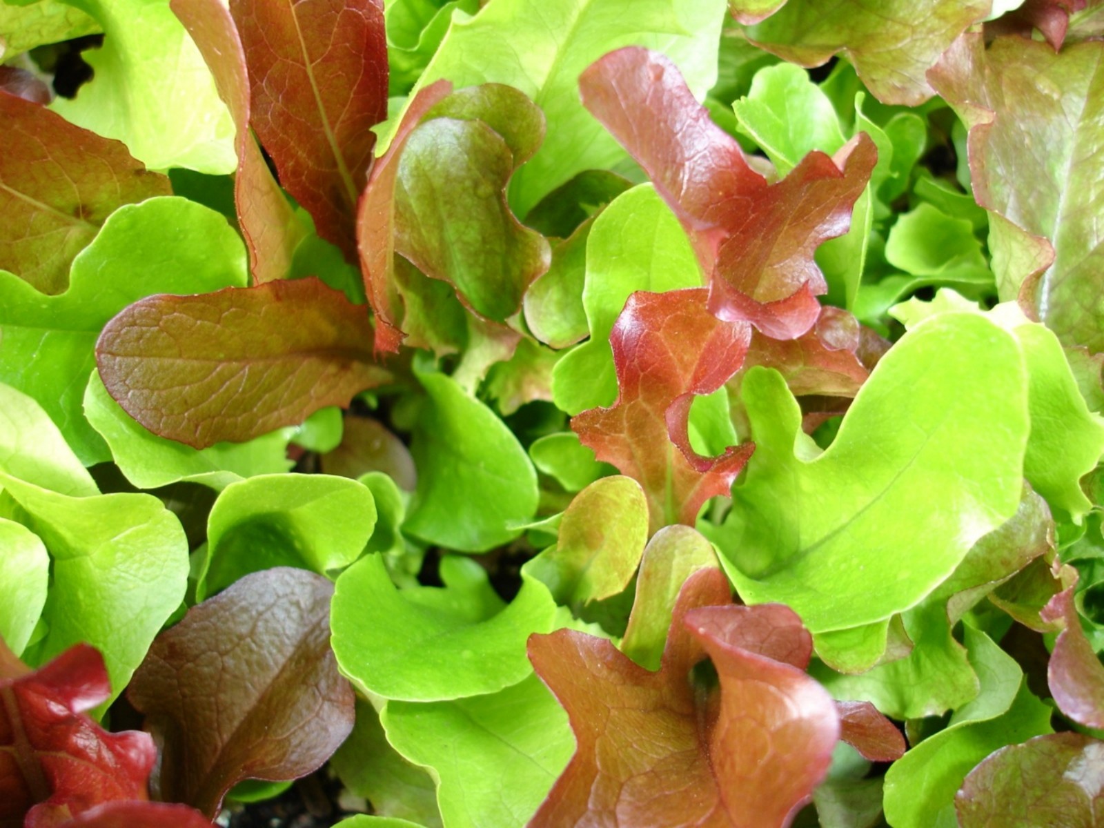 500+ Mesclun Lettuce Seeds-