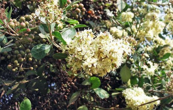 Lawsonia inermis | Henna | Mignonette Tree | Egyptian Privet | 10 Seeds