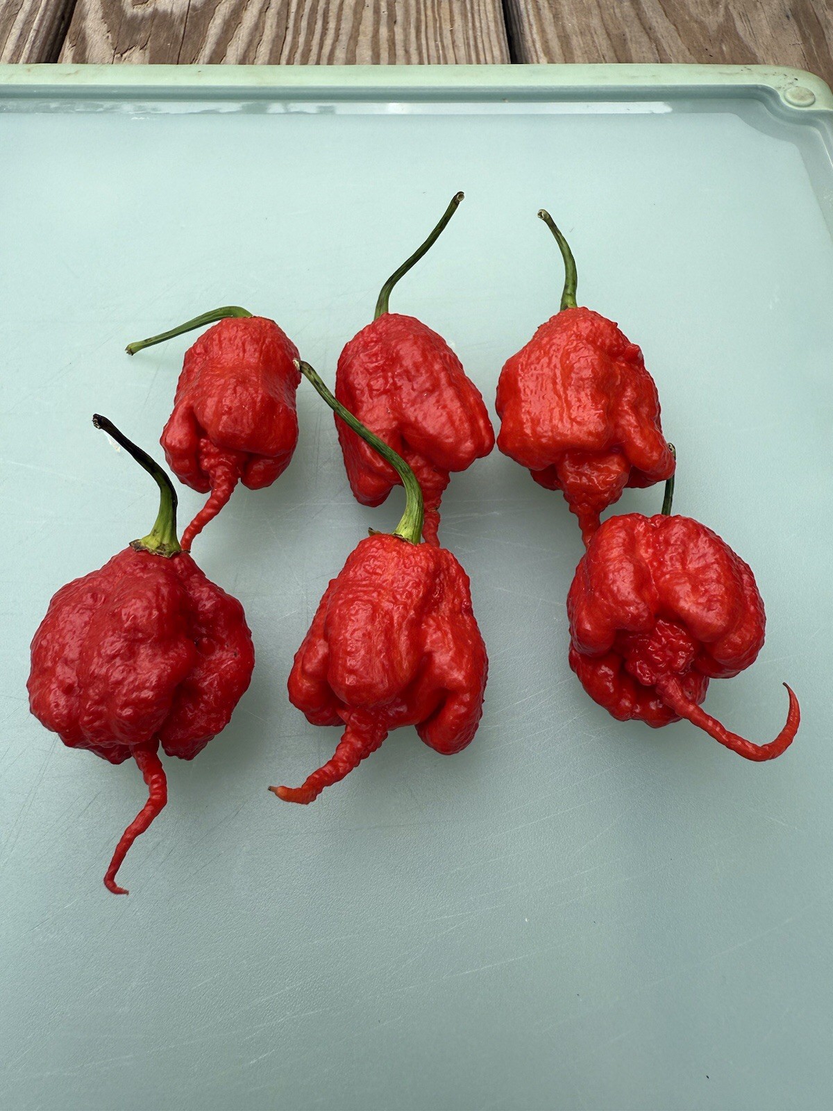 10+ Primotalii SUPERHOT Organic Pepper Seeds 2025 Harvest Free Shipping