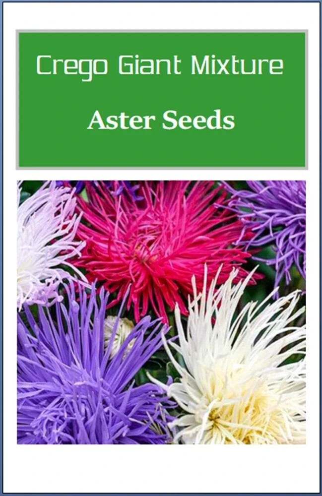 Crego Giant Mixture Aster Seeds | NON-GMO Heirloom Fresh Flower Seeds 100 seeds